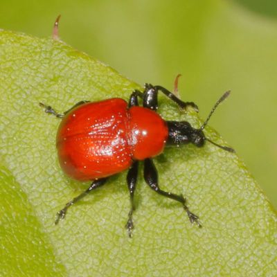 Attelabidae : Leaf Rolling Weevils