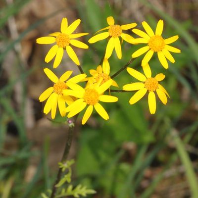 Wildflowers - MA
