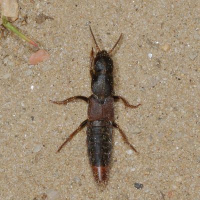 Platydracus cinnamopterus complex