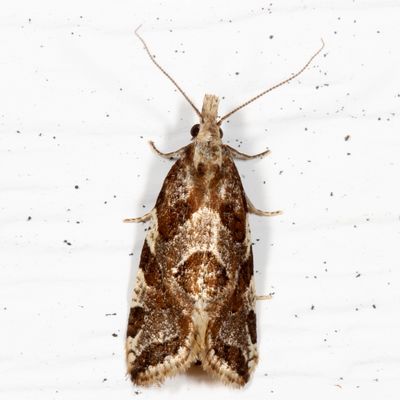 3754 - 3863 : Tortricidae : Tortricinae - Cochylini