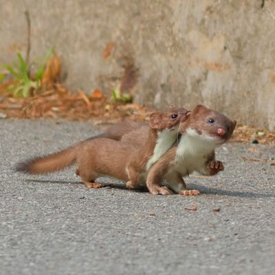 Short-tailed Weasel