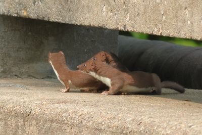 Short-tailed Weasel