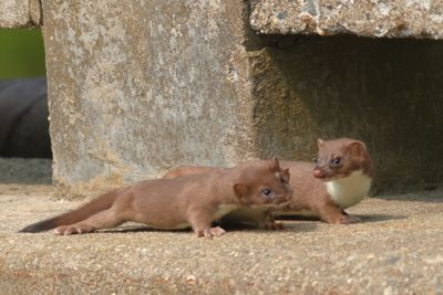 Short-tailed Weasel
