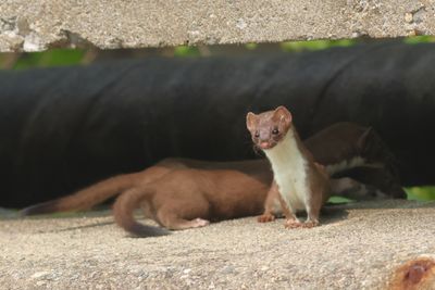 Short-tailed Weasel