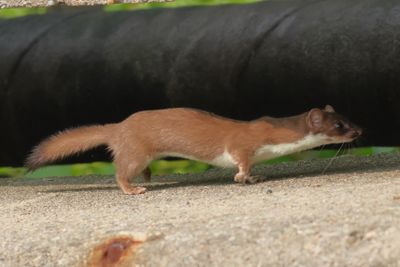 Short-tailed Weasel
