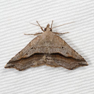 Noctuidae - Catocalinae less Catocala Moths : 8490 - 8769