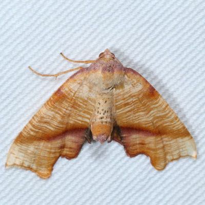 Geometroidea Moths : 6256-7662
