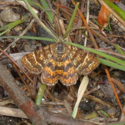 6256 - 6425 : Macaria, Digrammia