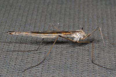 Genus Tipula