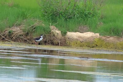 Black-necked Stilt