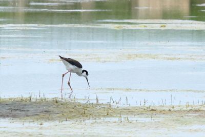 Black-necked Stilt
