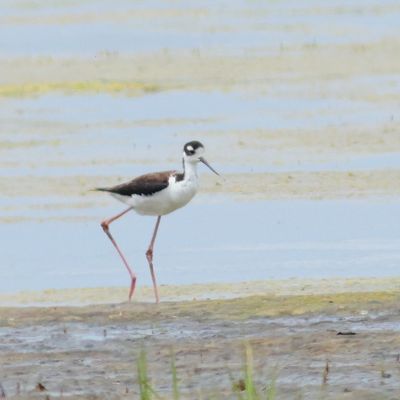 Black-necked Stilt