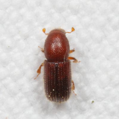 Subfamily Scolytinae : Bark & Ambrosia Beetles
