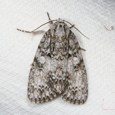 Noctuidae - Plusiinae through Agaristinae Moths : 8880 - 9324
