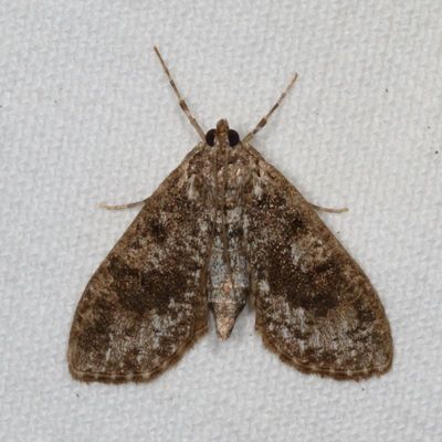 Hodges#5226 * Splendid Palpita Moth * Palpita magniferalis