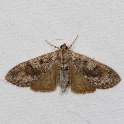 Crambidae : 4934 - 5298 : Pyraustinae 