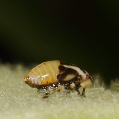 Lepyronia coleoptrata