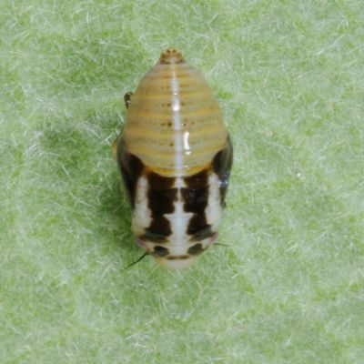 Aphrophoridae : Typical Spittlebugs
