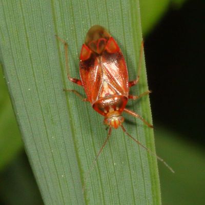 Genus Lygus