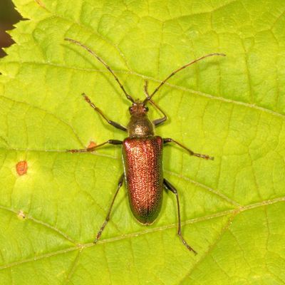 Anthophylax viridis
