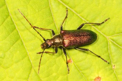 Anthophylax viridis