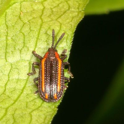 Cassidinae : Tortoise Beetles & the Hispines