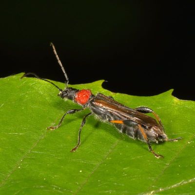 Subfamily Cerambycinae
