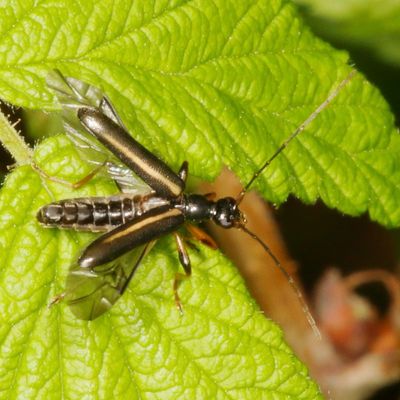 Pidonia vibex or nitidicollis