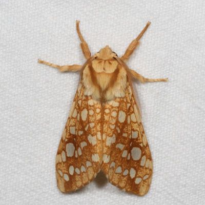 Arctiidae and Lymantriidae Moths : 8033 - 8321