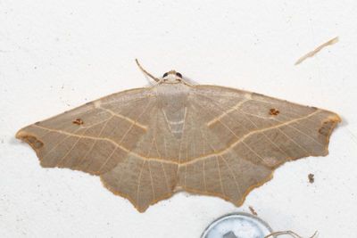6763-6844 : Nacophora, Metarranthis
