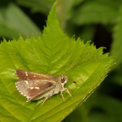 Pepper-and-Salt Skipper
