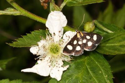 Crambidae : 4934 - 5298 : Pyraustina