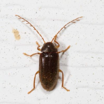 Ptilodactylidae : Toe-winged Beetles