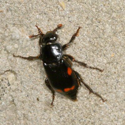 Silphidae : Carrion Beetles