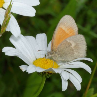 Common Ringlet