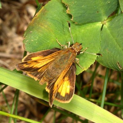 Hobomok Skipper