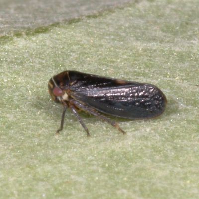 Genus Oncopsis