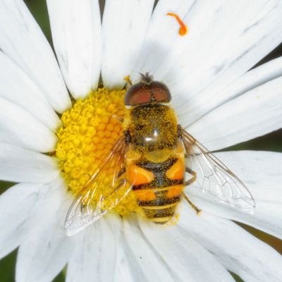 Tribe Eristalini