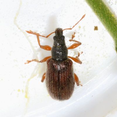 Phyllobius oblongus * European Snout Beetle