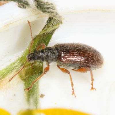 Subfamily Entiminae : Broad-nosed Weevils