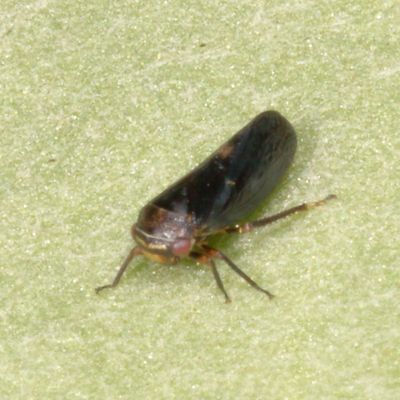 Genus Oncopsis