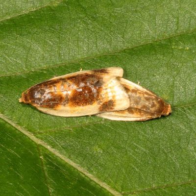 3592 - 3694 : Tortricidae : Tortricinae - Archipini