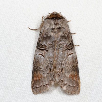 Notodontidae Moths : 7895 - 8032