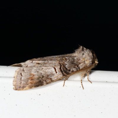 Notodontidae Moths : 7895 - 8032
