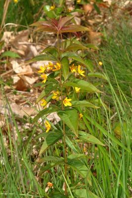 Lysimachia quadrifolia * Whorled Loosestrife