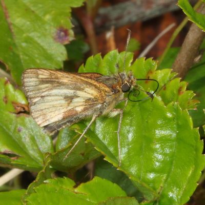 Peck's Skipper