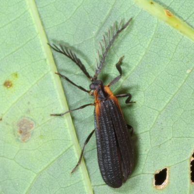 Leptoceletes basalis
