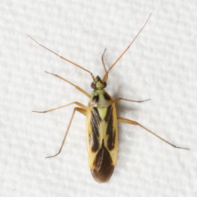 Genus Stenotus