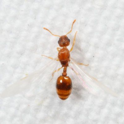 Subfamily Formicinae