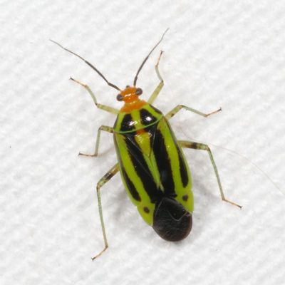 Genus Poecilocapsus